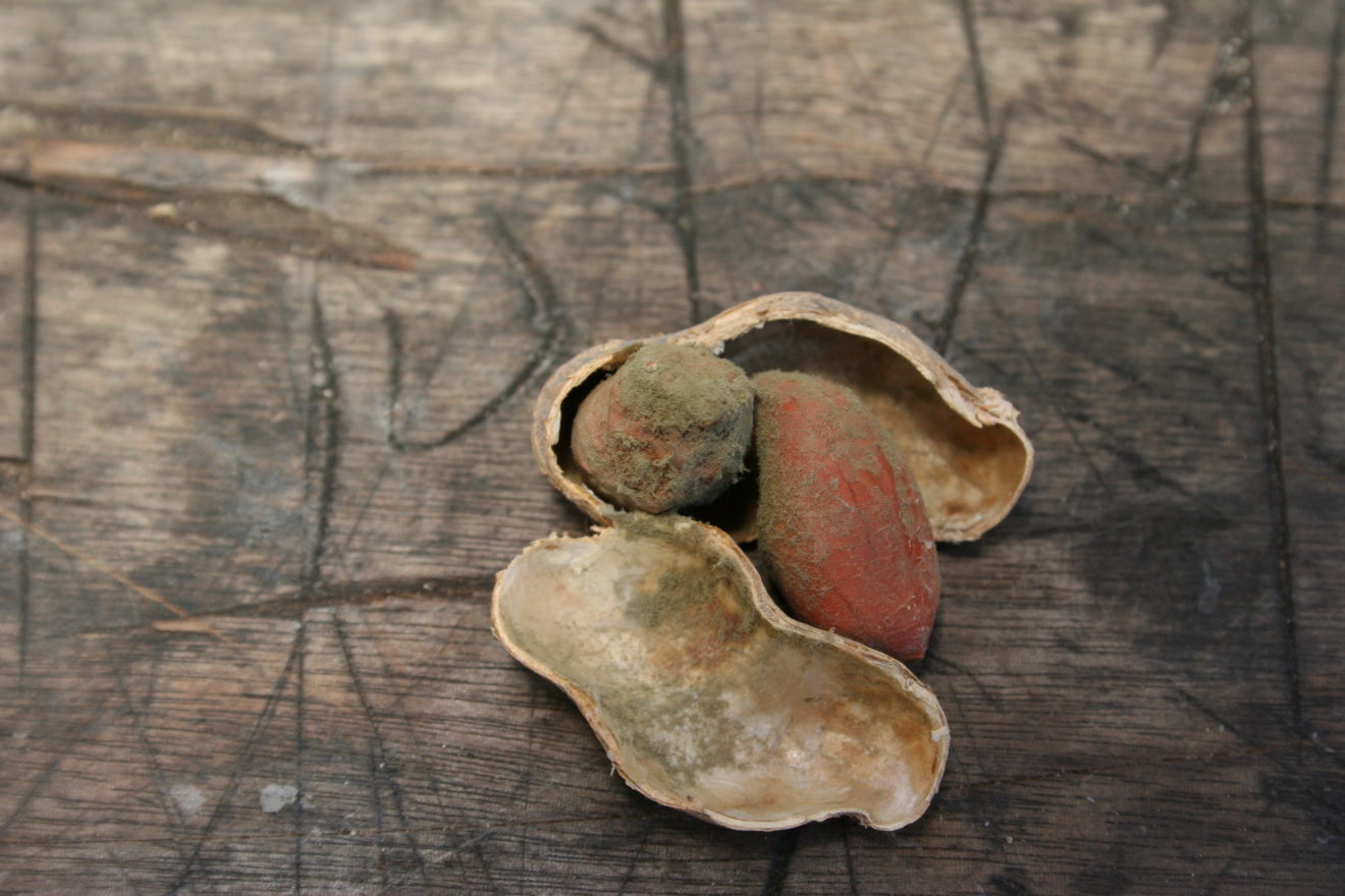 Factor Naturally occurring mold Groundnut Academy